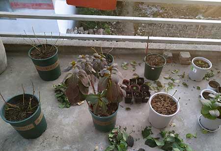 适合北方养的花卉盆栽
