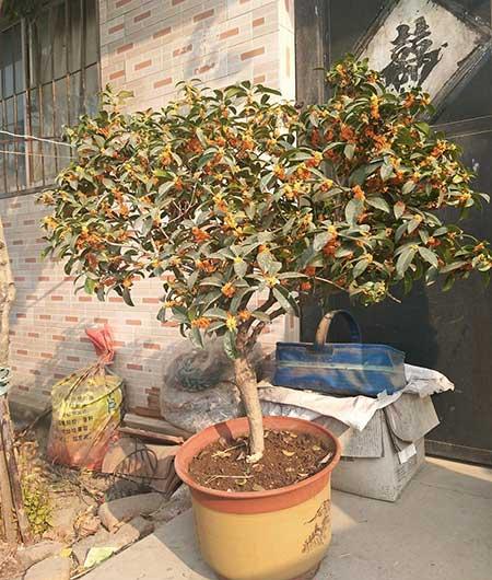 适合北方养的花卉盆栽