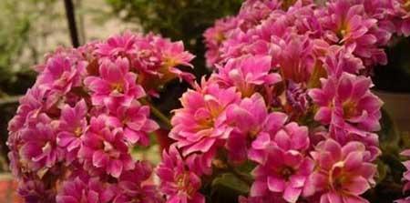 适合北方室内养的木本花