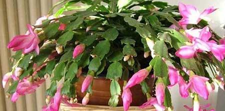适合北方室内养的木本花