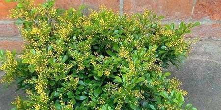 适合北方室内养的木本花