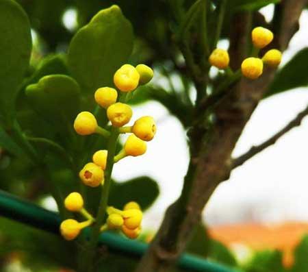 适合北方室内养的木本花