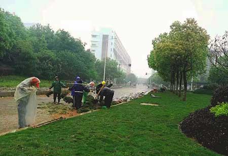 市政绿化养护利润多少
