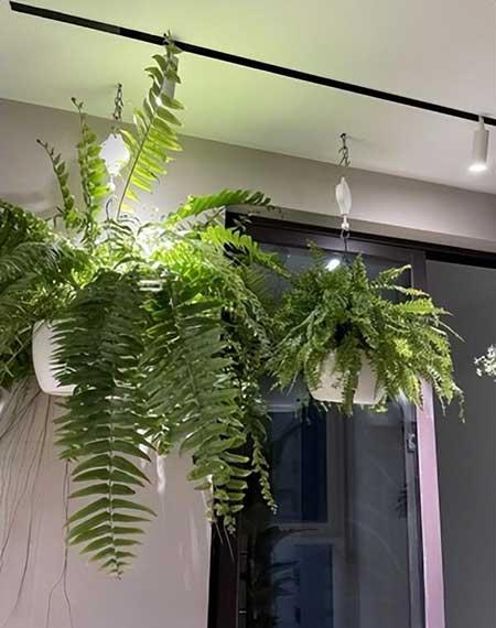 肾蕨植物怎么养