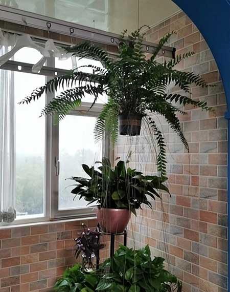 肾蕨植物怎么养