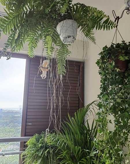 肾蕨植物怎么养