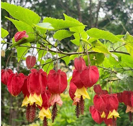 什么花可以四季开花还好养?