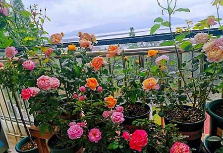 什么花可以四季开花还好养?