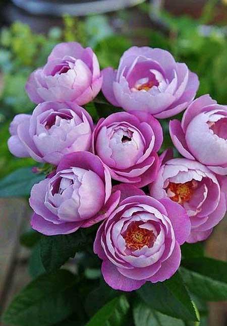 什么花可以四季开花还好养?