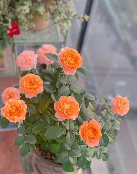 什么花可以四季开花还好养?