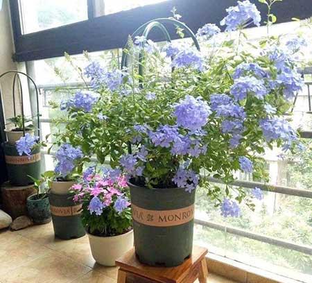 什么花可以四季开花还好养?