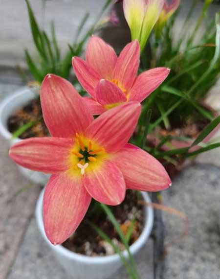 什么花可以四季开花还好养?