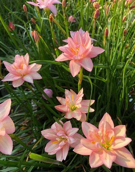 什么花可以四季开花还好养?