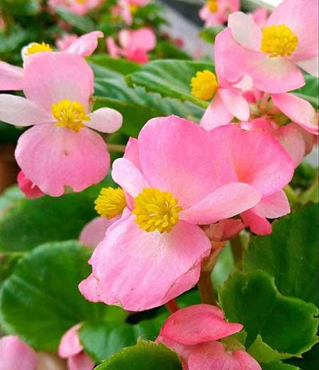 什么花可以四季开花还好养?