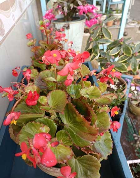 什么花可以四季开花还好养?