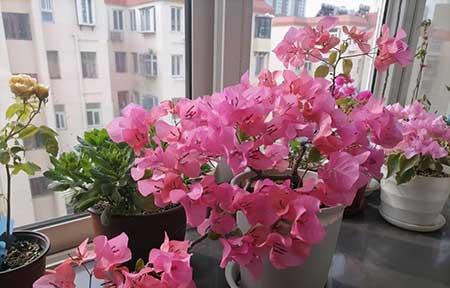 三角梅盆栽怎么养