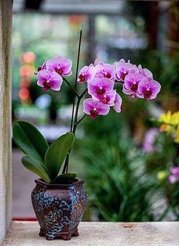 如何养好室内花草