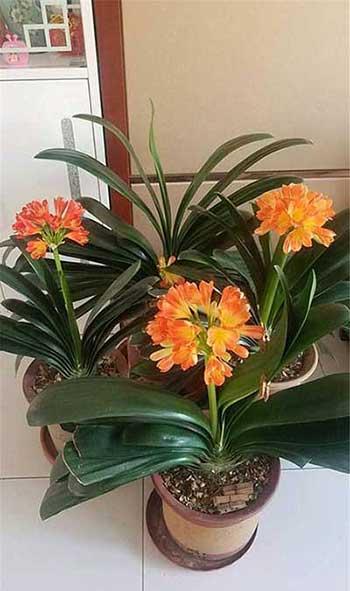如何养好室内花草