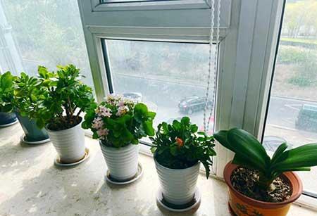 如何养好室内花草
