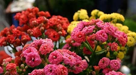 如何养好室内花草