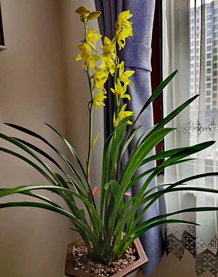 如何养好室内花草