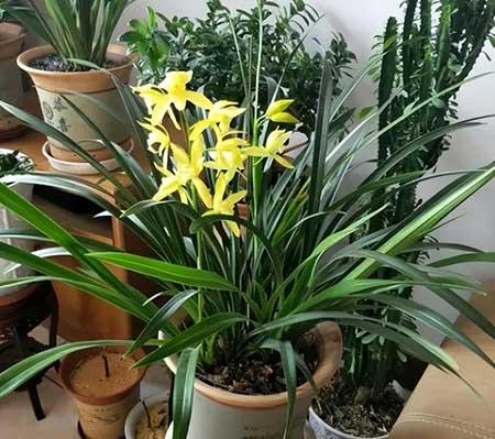 如何养好室内花草