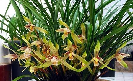 如何养好室内花草