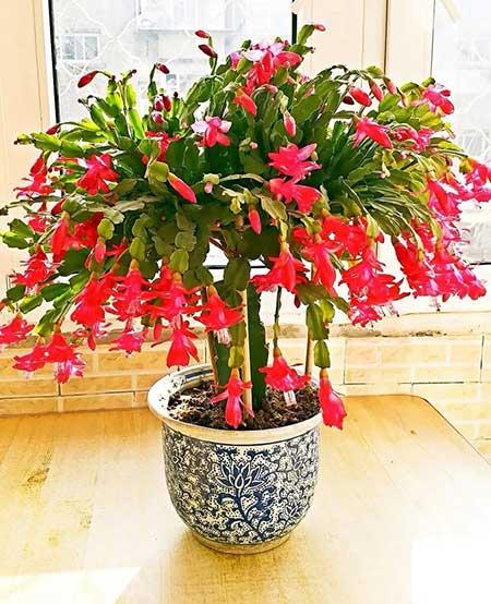 如何养好室内花草