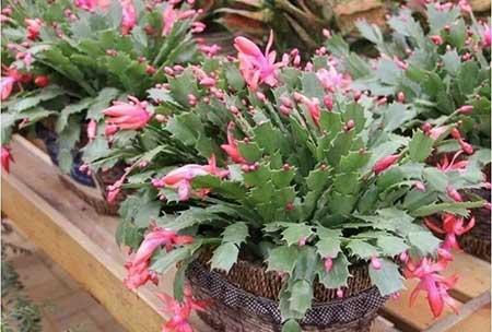 如何养好室内花草
