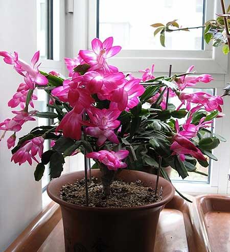 如何养好室内花草