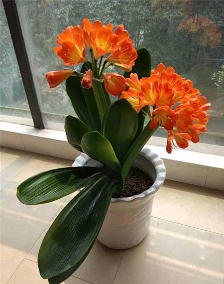 如何养好室内花草