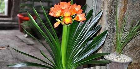 如何养好室内花草