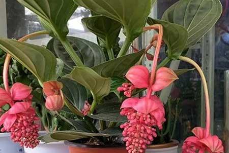 如何养宝莲灯盆花