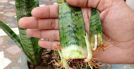 肉桂绿植怎么养