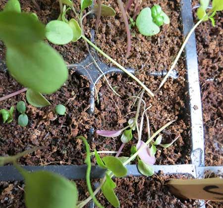 肉桂绿植怎么养