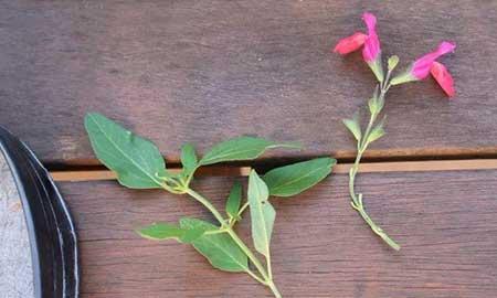 肉桂绿植怎么养