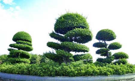 榕树绿植怎么养殖方法