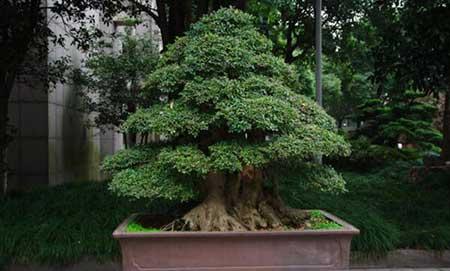 榕树绿植怎么养殖方法