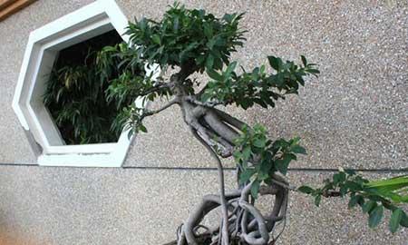 榕树绿植怎么养殖方法