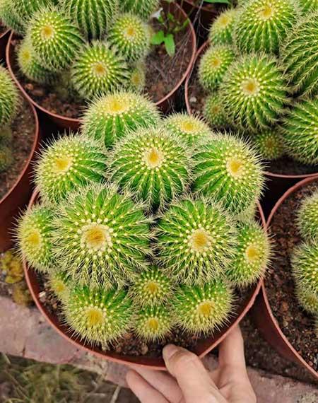 容易养活的盆栽花
