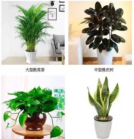 庆典花卉租摆