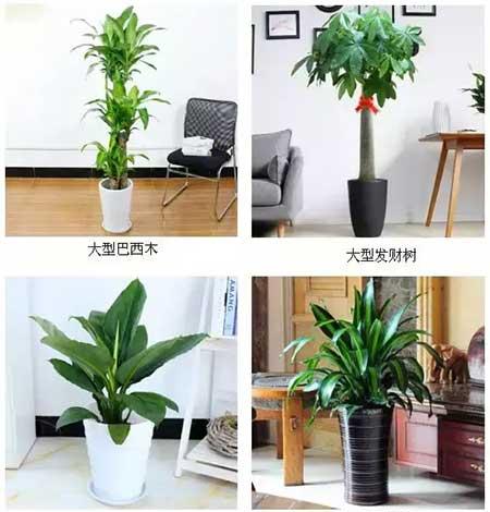 庆典花卉租摆