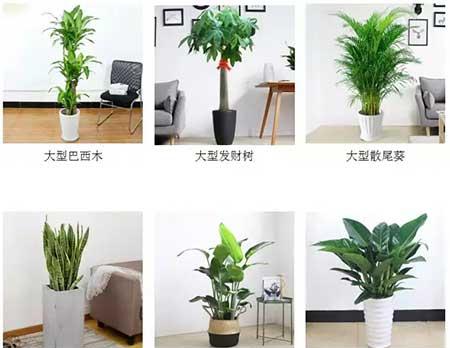 庆典花卉租摆
