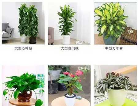 庆典花卉租摆