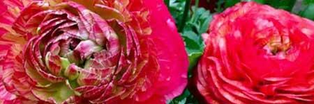 芹菜花怎么繁殖