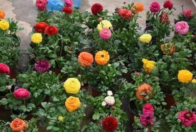 芹菜花怎么繁殖