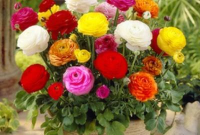 芹菜花怎么繁殖