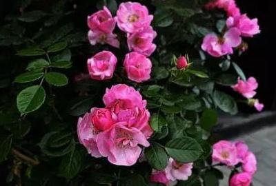 蔷薇花盆栽怎么养