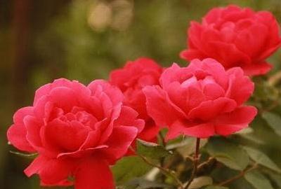 蔷薇花盆栽怎么养