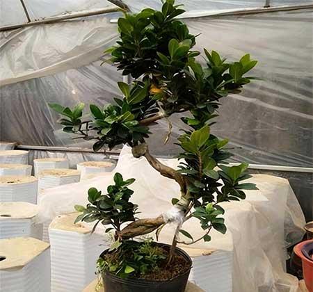 钱袋花盆栽怎么养